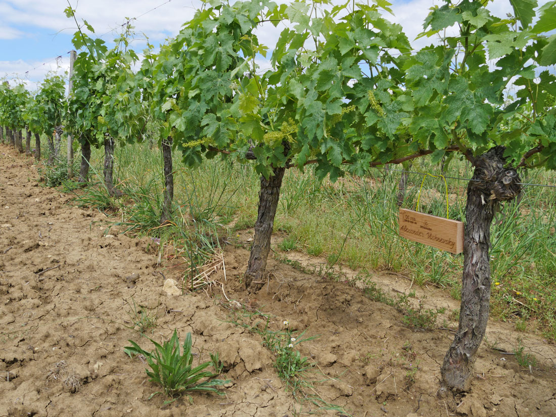 Виноградник на урожай